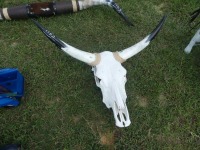 Steer Skull w/ Horns