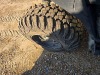 2017 Kawasaki 4WD Utility Vehicle (Salvage - No Title): Yanmar Diesel Eng., Dump Bed, No Key, Bad Clutch, Bad Transmission - 6