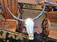 Cow Skull w/ Horns