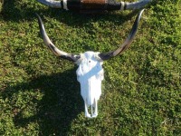 Steer Skull