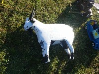 Metal Billy Goat