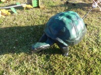 Metal Turtle