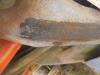 Kubota KX008-3 Mini Excavator, s/n 15589 (Salvage): Adjustable Width Tracks, Motor Problems - 4