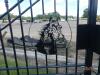 16' Bi-parting Gates: Horse Head Scene, No Posts