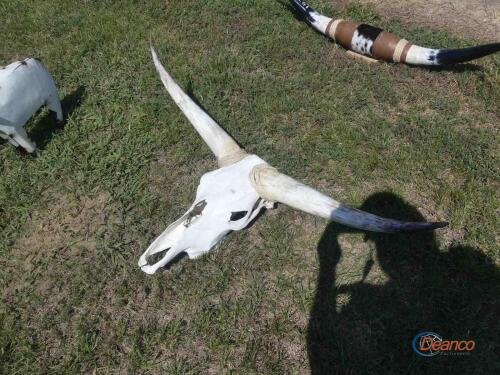 Cow Skull w/ Horns