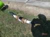 Cow Horns