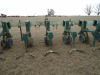 2011 KMC 6-row High Residue Cultivator, s/n 81924 - 4